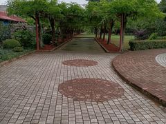 -嘉定紫藤园