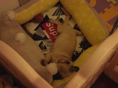 -翊宠yipet猫狗购宠庄园犬舍•猫舍