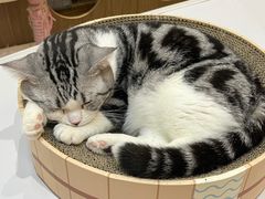 -COLOR PETS 撸猫馆·购猫·猫咖(长风大悦城店)