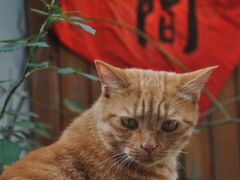 -喵屿·大理花园猫咖