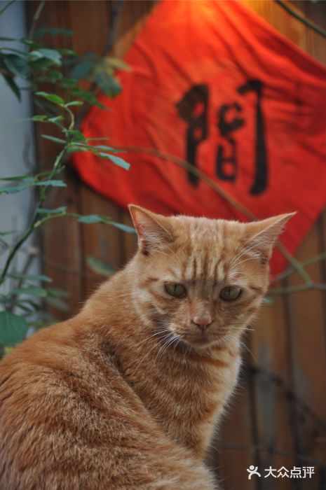 喵屿·大理花园猫咖图片