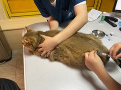 -申普宠物医院·心脏介入·心血管微创(总院)