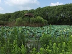 -上海长兴岛郊野公园