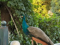 -J Create城市露营咖啡·简餐·宠物(上海动物园店)