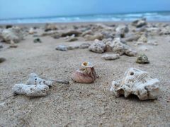 -贝壳沙滩