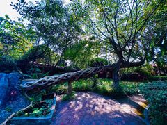 -瑞丽独树成林风景区