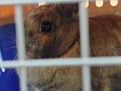 -爱侣宠医·鹦鹉专科·小型哺乳类·异宠专科(灵石路店)