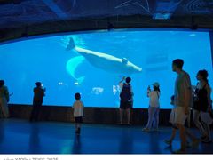 -海合安成都极地海洋公园