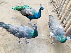 -呀路古热带植物园