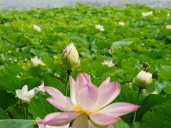 -莲花池公园