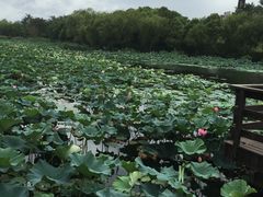 -新江湾城公园