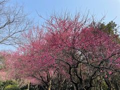 -杭州半山国家森林公园