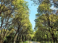 -上海海湾国家森林公园