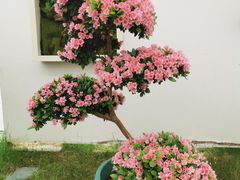 -上海鲜花港