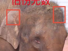 -贵州森林野生动物园