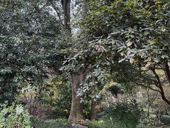-中国茶叶博物馆(双峰馆区)