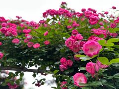 -广富林郊野公园