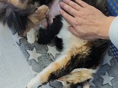 -嘉馨宠物医院·CT影像转诊·心脏科·犬猫全科诊疗中心(下沙大学城院区)
