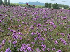 -北京东方普罗旺斯薰衣草庄园