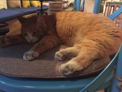 -Sirena海妖日咖夜酒