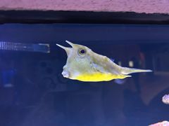 -上海海洋水族馆