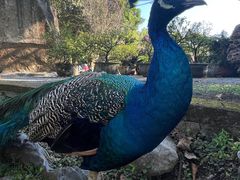 -云南勐巴娜西珍奇园