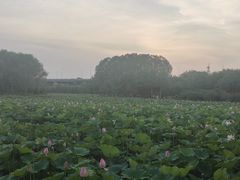 -东郊湿地公园