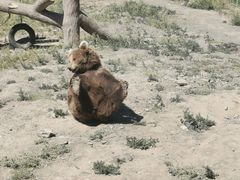 -新疆天山野生动物园