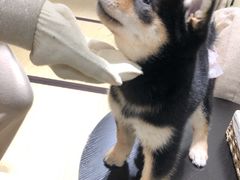 -逗柴咖啡屋·狗咖猫咖宠物桌游