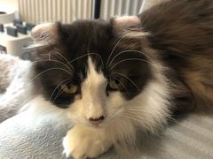 -米宠家·撸猫猫咖小萌宠·猫咪洗澡·猫咪寄养(高新大都荟店)