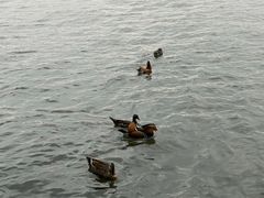 -西湖游船