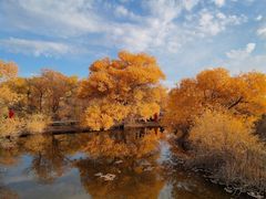 -金塔沙漠胡杨林景区