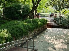 -神仙树公园