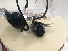 -BLACKSWAN黑天鹅(环球店)