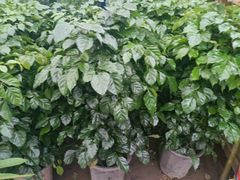 -龙大花卉苗木市场