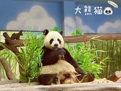 -广州长隆野生动物世界