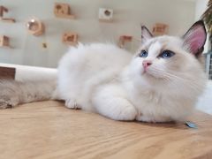 -藏猫猫咖啡主题馆(中央大道店)