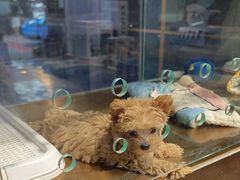 -FAELING PETS美天灵宠物(富力广场店)
