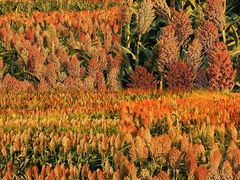 -三圣花乡旅游区