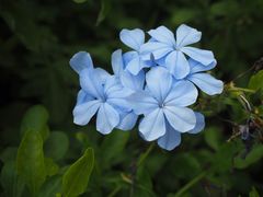 -中国科学院华南植物园