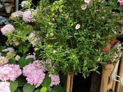 -桂林市花鸟市场