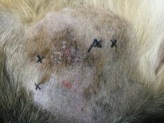 -康乐宝动物医院