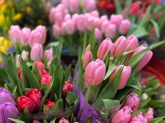 -双季花艺园艺市场(浦东店)
