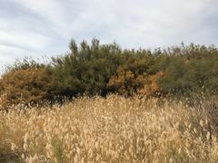 -金塔沙漠胡杨林景区