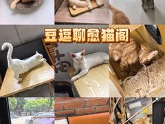 -豆逗聊愈猫阁Easy Life