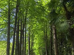-上海滨江森林公园