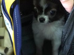 -严国平动物医院(德政总院)