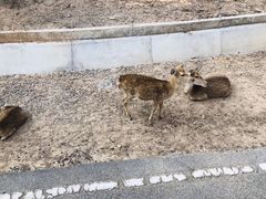 -清迈夜间动物园