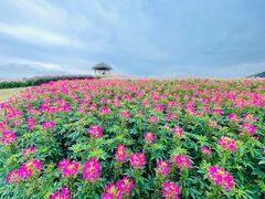 -径山花海