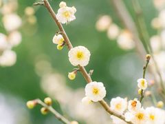 -梅花山(明孝陵内)